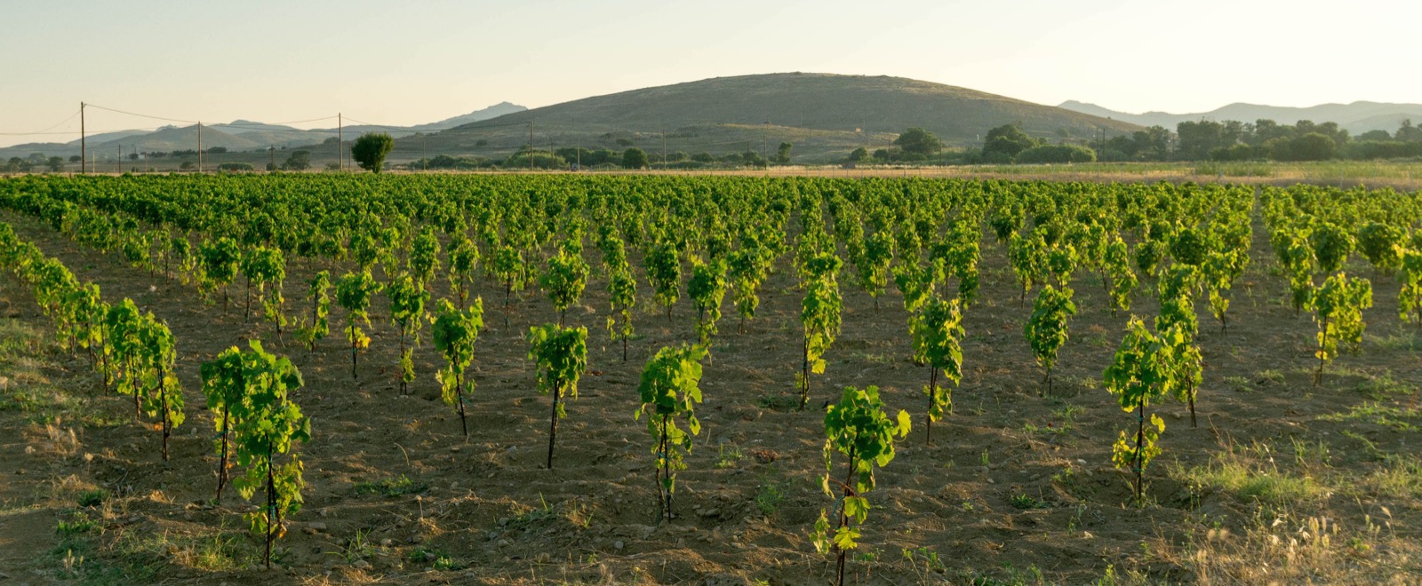 eGreekWine No 2